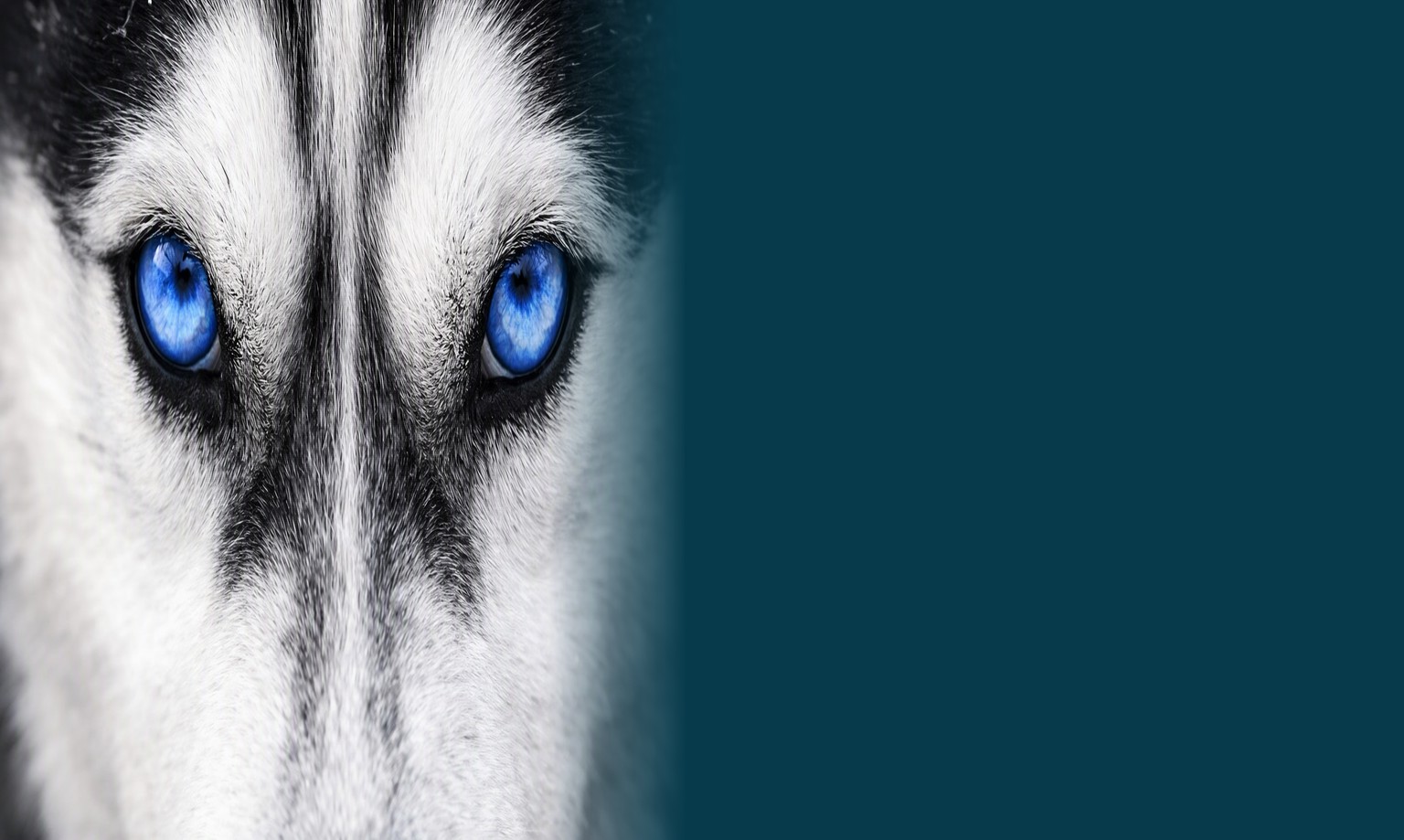 Close-up of a husky's face, both eyes visible, fading into the site's navy background